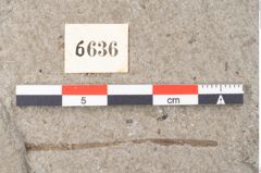 Foto (Detailansicht) von Cystoseira communis Unger (NHMW-GEO-2024-0188-6636)